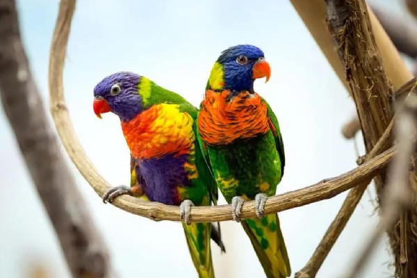 遼寧一動物園鸚鵡滿嘴東北味 鸚鵡為什么會說人話 遼寧一動物園鸚鵡滿嘴東北味 鸚鵡為什么會說人話