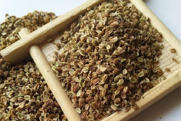 蛇床子有毒嗎 蛇床子對身體有害嗎 蛇床子有毒嗎 蛇床子對身體有害嗎