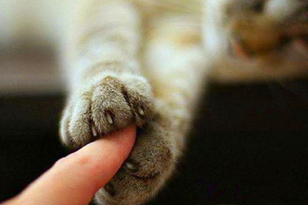 男子擼貓后淋巴結(jié)腫大高燒不退 被貓抓了怎么判斷沒事