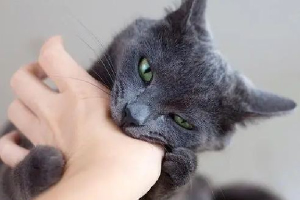 男子擼貓后淋巴結(jié)腫大高燒不退 被貓抓了怎么判斷沒事 男子擼貓后淋巴結(jié)腫大高燒不退 被貓抓了怎么判斷沒事