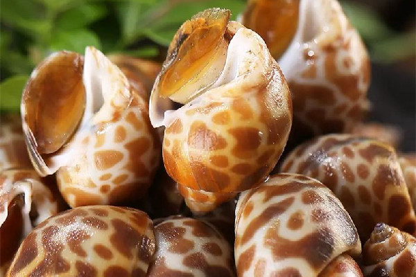 花螺能隔夜吃嗎 花螺可以放微波爐里加熱嗎 花螺能隔夜吃嗎 花螺可以放微波爐里加熱嗎