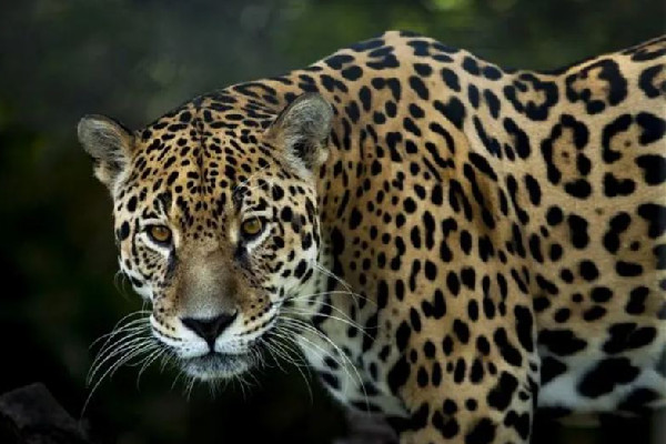 金錢豹學(xué)會(huì)了拜拜 金錢豹的寓意和說(shuō)法 金錢豹學(xué)會(huì)了拜拜 金錢豹的寓意和說(shuō)法