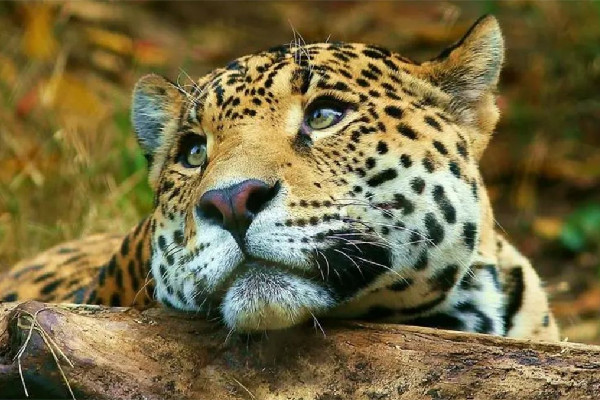 金錢豹學(xué)會(huì)了拜拜 金錢豹的寓意和說(shuō)法 金錢豹學(xué)會(huì)了拜拜 金錢豹的寓意和說(shuō)法