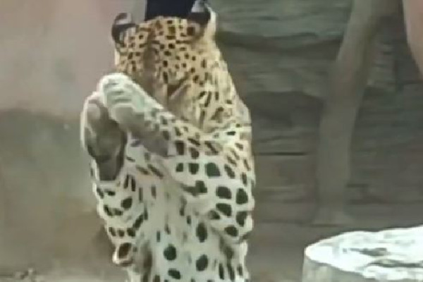 金錢豹學(xué)會(huì)了拜拜 金錢豹的寓意和說(shuō)法 金錢豹學(xué)會(huì)了拜拜 金錢豹的寓意和說(shuō)法