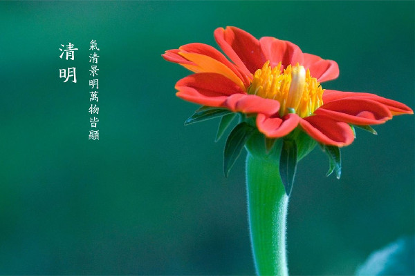 清明節(jié)插柳條是什么意思 清明節(jié)插青有什么講究 清明節(jié)插柳條是什么意思 清明節(jié)插青有什么講究