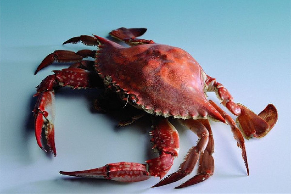 一斤皮筋賣出上百元螃蟹價 買螃蟹要注意什么 一斤皮筋賣出上百元螃蟹價 買螃蟹要注意什么