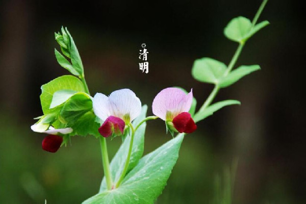 清明節(jié)可以提前一個月去上墳嗎 清明節(jié)上墳可以提前多少天 清明節(jié)可以提前一個月去上墳嗎 清明節(jié)上墳可以提前多少天