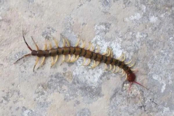 女子睡覺時被10厘米蜈蚣咬太陽穴 被蜈蚣咬了會有生命危險嗎 女子睡覺時被10厘米蜈蚣咬太陽穴 被蜈蚣咬了會有生命危險嗎