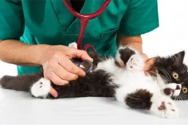 寵物醫(yī)院收費亂象調查 寵物醫(yī)院為什么那么貴 寵物醫(yī)院收費亂象調查 寵物醫(yī)院為什么那么貴