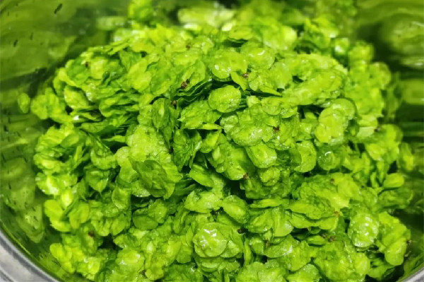 榆錢怎么做最好吃 榆錢可以涼拌吃嗎 榆錢怎么做最好吃 榆錢可以涼拌吃嗎