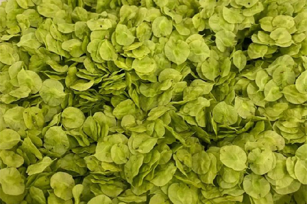 榆錢幾月份可以采摘 榆錢是什么 榆錢幾月份可以采摘 榆錢是什么