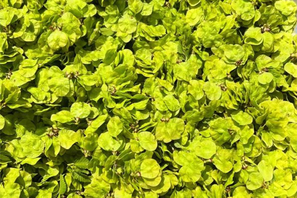 榆錢對身體有什么好處 榆錢適合什么樣的人吃 榆錢對身體有什么好處 榆錢適合什么樣的人吃