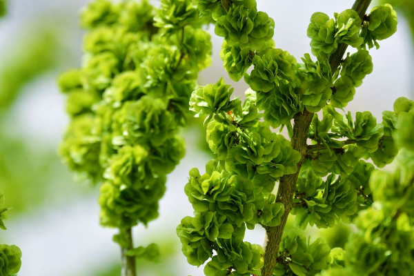 榆錢(qián)窩窩頭的家常做法 榆錢(qián)窩窩頭蒸多長(zhǎng)時(shí)間 榆錢(qián)窩窩頭的家常做法 榆錢(qián)窩窩頭蒸多長(zhǎng)時(shí)間