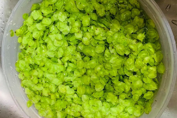 榆錢怎么處理干凈 榆錢要焯水嗎 榆錢怎么處理干凈 榆錢要焯水嗎