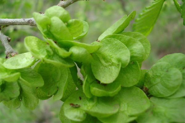 榆錢怎么長期保存 榆錢可以曬干保存嗎 榆錢怎么長期保存 榆錢可以曬干保存嗎