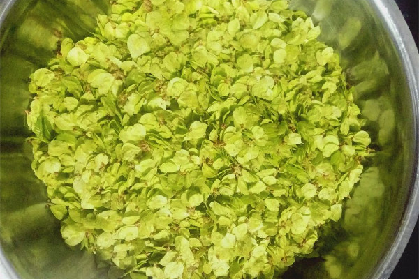 榆錢(qián)窩窩頭的家常做法 榆錢(qián)窩窩頭蒸多長(zhǎng)時(shí)間 榆錢(qián)窩窩頭的家常做法 榆錢(qián)窩窩頭蒸多長(zhǎng)時(shí)間