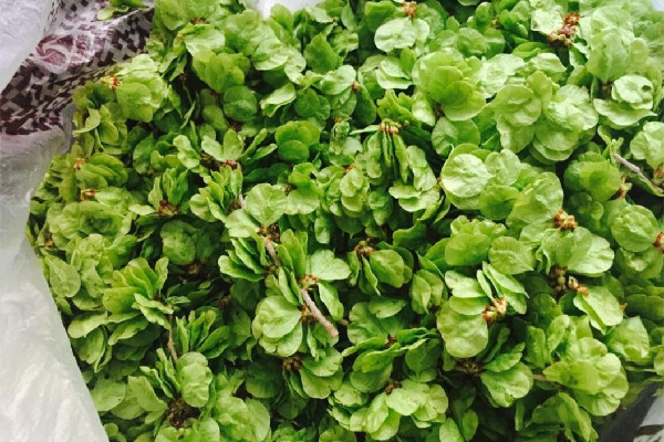 榆錢有蟲子還能吃嗎 榆錢有蟲子怎么能出來(lái) 榆錢有蟲子還能吃嗎 榆錢有蟲子怎么能出來(lái)