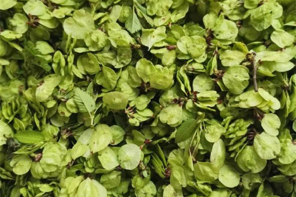 榆錢幾月份可以采摘 榆錢是什么 榆錢幾月份可以采摘 榆錢是什么