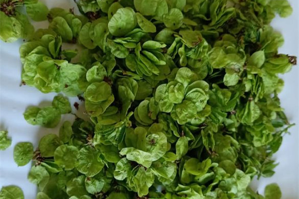 榆錢有蟲子還能吃嗎 榆錢有蟲子怎么能出來(lái) 榆錢有蟲子還能吃嗎 榆錢有蟲子怎么能出來(lái)