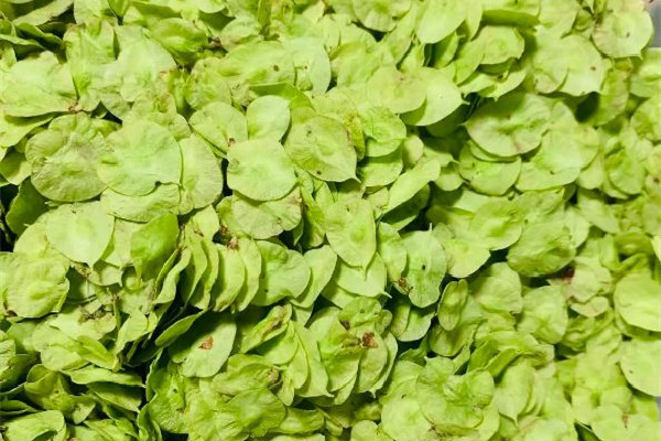 榆錢(qián)窩窩頭的家常做法 榆錢(qián)窩窩頭蒸多長(zhǎng)時(shí)間 榆錢(qián)窩窩頭的家常做法 榆錢(qián)窩窩頭蒸多長(zhǎng)時(shí)間