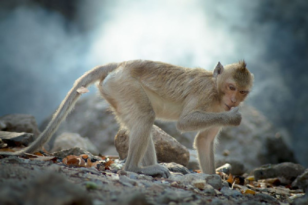 女子給猴子喂食被掌摑景區(qū)回應(yīng) 猴子會主動攻擊人嗎 女子給猴子喂食被掌摑景區(qū)回應(yīng) 猴子會主動攻擊人嗎