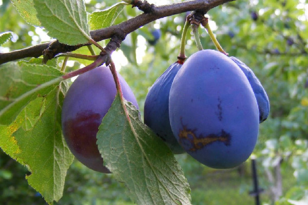 西梅的功效和作用 西梅對肝臟有好處嗎 西梅的功效和作用 西梅對肝臟有好處嗎