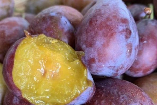 西梅太硬怎么催熟 西梅硬的好吃還是軟的 西梅太硬怎么催熟 西梅硬的好吃還是軟的