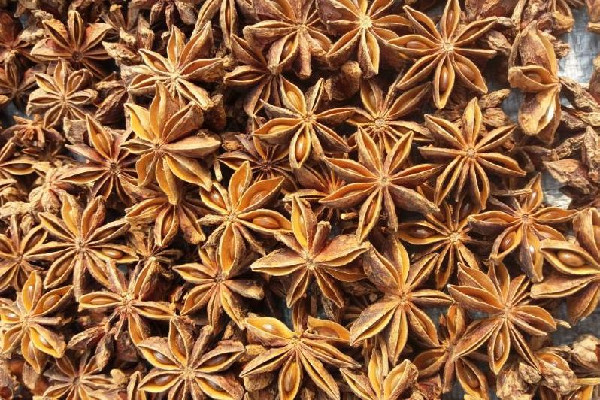 抗流感特效藥“達菲”原料為八角茴香 八角茴香的功效和作用 抗流感特效藥“達菲”原料為八角茴香 八角茴香的功效和作用