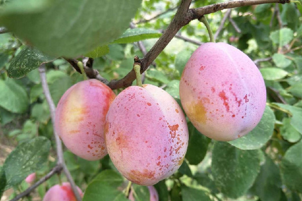 西梅要洗嗎 西梅怎么清洗才干凈 西梅要洗嗎 西梅怎么清洗才干凈