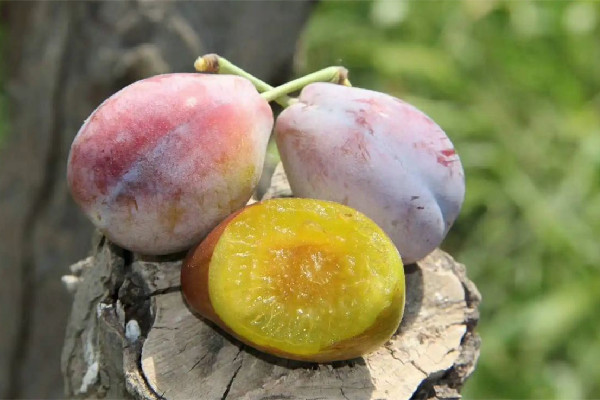 西梅怎么保存不容易壞 西梅放冰箱還是常溫 西梅怎么保存不容易壞 西梅放冰箱還是常溫