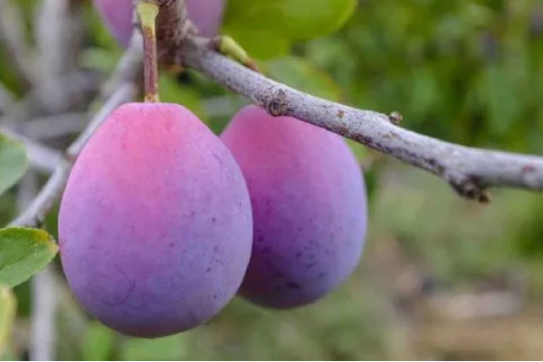 西梅一次最多吃幾個(gè) 西梅會(huì)導(dǎo)致脹氣嗎 西梅一次最多吃幾個(gè) 西梅會(huì)導(dǎo)致脹氣嗎