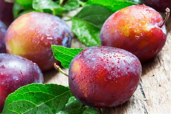 西梅太硬怎么催熟 西梅硬的好吃還是軟的 西梅太硬怎么催熟 西梅硬的好吃還是軟的