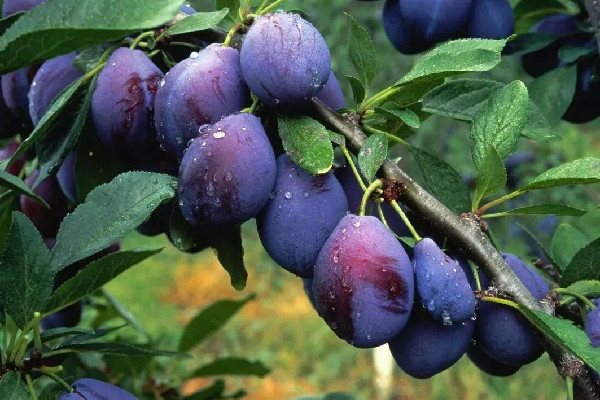 西梅太硬怎么催熟 西梅硬的好吃還是軟的 西梅太硬怎么催熟 西梅硬的好吃還是軟的