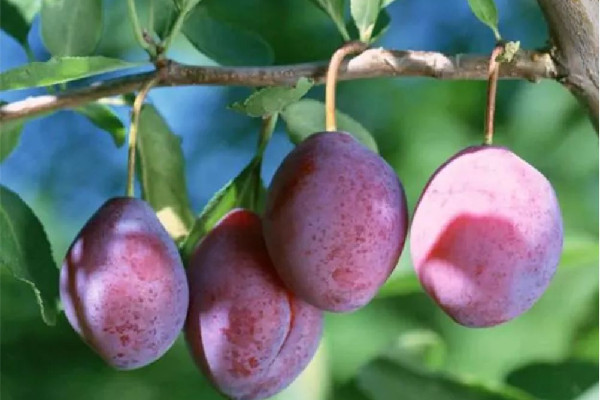 西梅可以吃皮兒嗎 西梅皮怎么剝 西梅可以吃皮兒嗎 西梅皮怎么剝