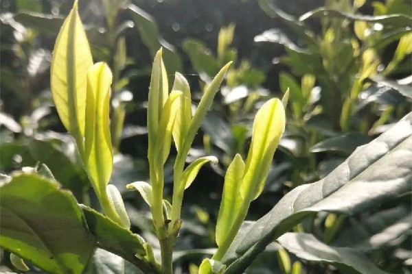 安吉白茶和福鼎白茶的區(qū)別 安吉白茶和福鼎白茶哪種好 安吉白茶和福鼎白茶的區(qū)別 安吉白茶和福鼎白茶哪種好