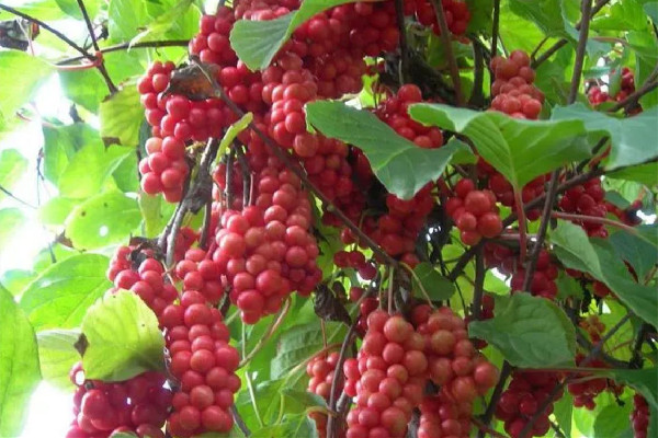 五味子是補腎陽還是補腎陰的 五味子適合什么人群喝 五味子是補腎陽還是補腎陰的 五味子適合什么人群喝