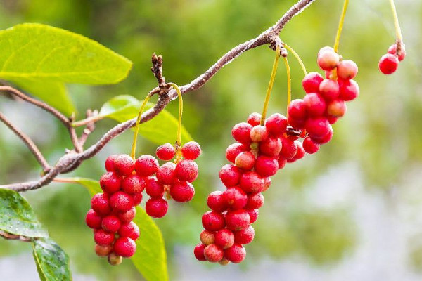 五味子有毒嗎 五味子對(duì)身體有影響嗎 五味子有毒嗎 五味子對(duì)身體有影響嗎