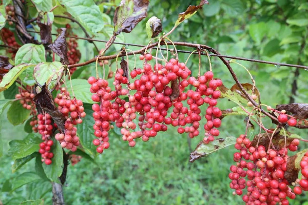 五味子可以長(zhǎng)期吃嗎 五味子長(zhǎng)期食用的危害 五味子可以長(zhǎng)期吃嗎 五味子長(zhǎng)期食用的危害