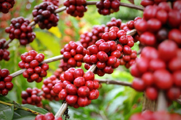 五味子一次用多少克 五味子泡水喝的正確方法 五味子一次用多少克 五味子泡水喝的正確方法