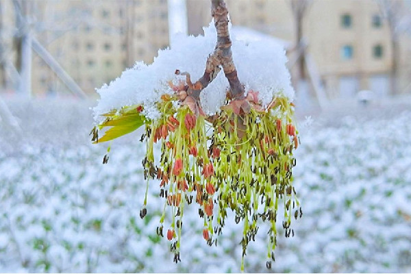 沉浸式倒春寒即將來襲 倒春寒會有什么樣的影響 沉浸式倒春寒即將來襲 倒春寒會有什么樣的影響