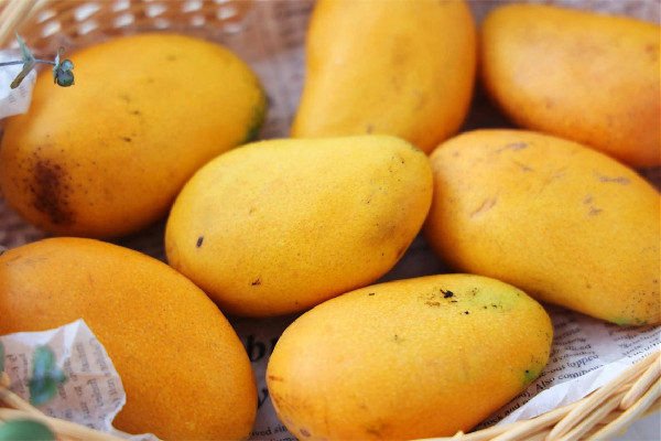 芒果不熟可以吃嗎 芒果不催熟會自然熟嗎 芒果不熟可以吃嗎 芒果不催熟會自然熟嗎