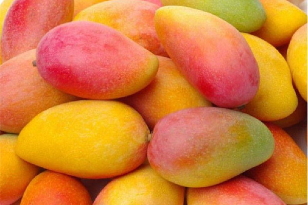 芒果過敏有哪些癥狀 為什么有些人吃芒果會過敏 芒果過敏有哪些癥狀 為什么有些人吃芒果會過敏