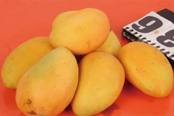 芒果不熟可以吃嗎 芒果不催熟會自然熟嗎 芒果不熟可以吃嗎 芒果不催熟會自然熟嗎