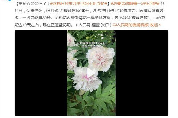 這株牡丹有“帶刀侍衛(wèi)”24小時(shí)守護(hù) 牡丹花的寓意和象征 這株牡丹有“帶刀侍衛(wèi)”24小時(shí)守護(hù) 牡丹花的寓意和象征