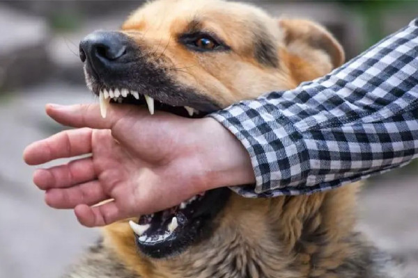 男孩被狗抓傷患狂犬病20天后死亡 狂犬病的主要表現(xiàn)是什么癥狀 男孩被狗抓傷患狂犬病20天后死亡 狂犬病的主要表現(xiàn)是什么癥狀