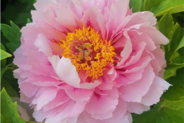 這株牡丹有“帶刀侍衛(wèi)”24小時(shí)守護(hù) 牡丹花的寓意和象征 這株牡丹有“帶刀侍衛(wèi)”24小時(shí)守護(hù) 牡丹花的寓意和象征