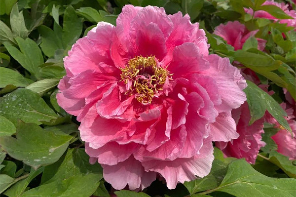 這株牡丹有“帶刀侍衛(wèi)”24小時(shí)守護(hù) 牡丹花的寓意和象征 這株牡丹有“帶刀侍衛(wèi)”24小時(shí)守護(hù) 牡丹花的寓意和象征