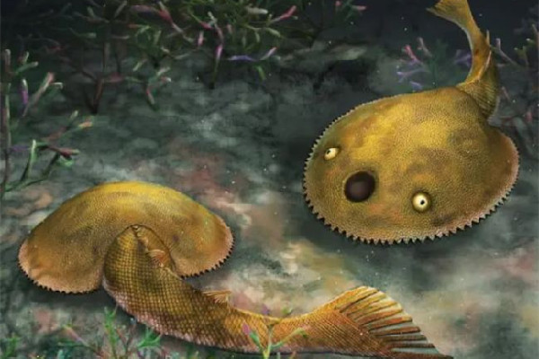 廣西發(fā)現(xiàn)九尾狐甲魚化石 化石是石頭嗎 廣西發(fā)現(xiàn)九尾狐甲魚化石 化石是石頭嗎