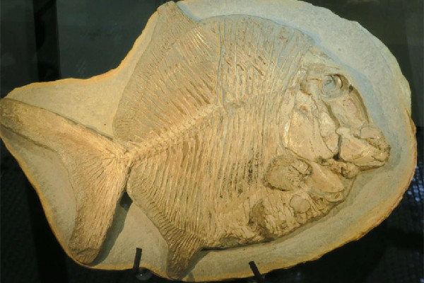 廣西發(fā)現(xiàn)九尾狐甲魚化石 化石是石頭嗎 廣西發(fā)現(xiàn)九尾狐甲魚化石 化石是石頭嗎