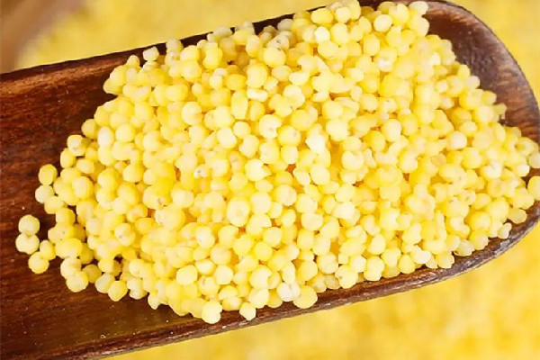 小米粥可以加什么一起煮 小米粥加海參怎么熬 小米粥可以加什么一起煮 小米粥加海參怎么熬